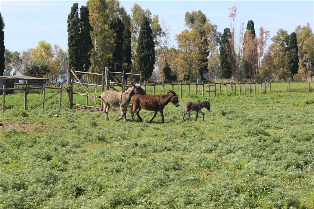 Podere Del Gesso تاركوينيا المظهر الخارجي الصورة